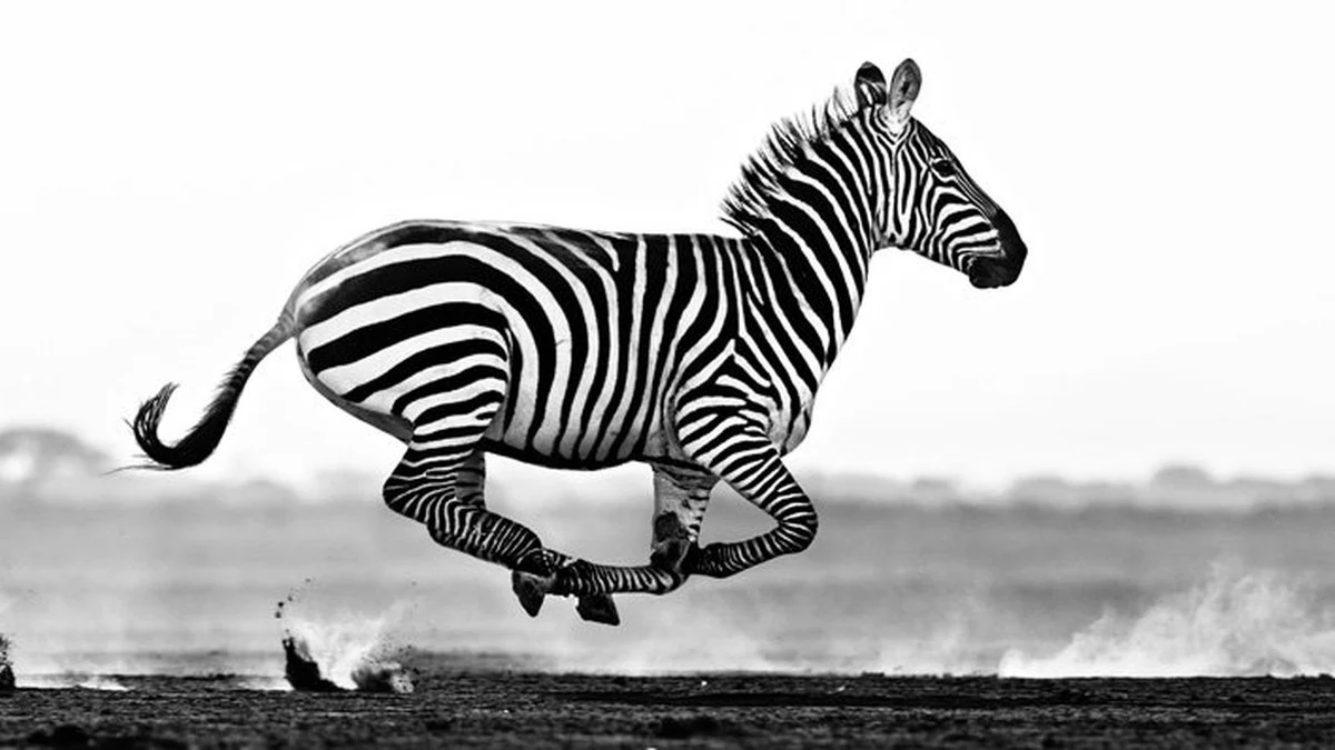 Zebras evitam estresse crônico naturalmente